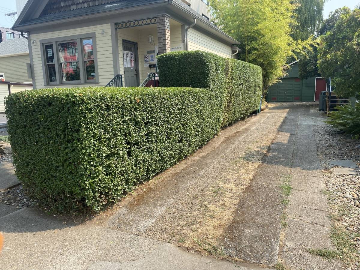 Perfectly flat-topped boxwood hedge after professional trim
