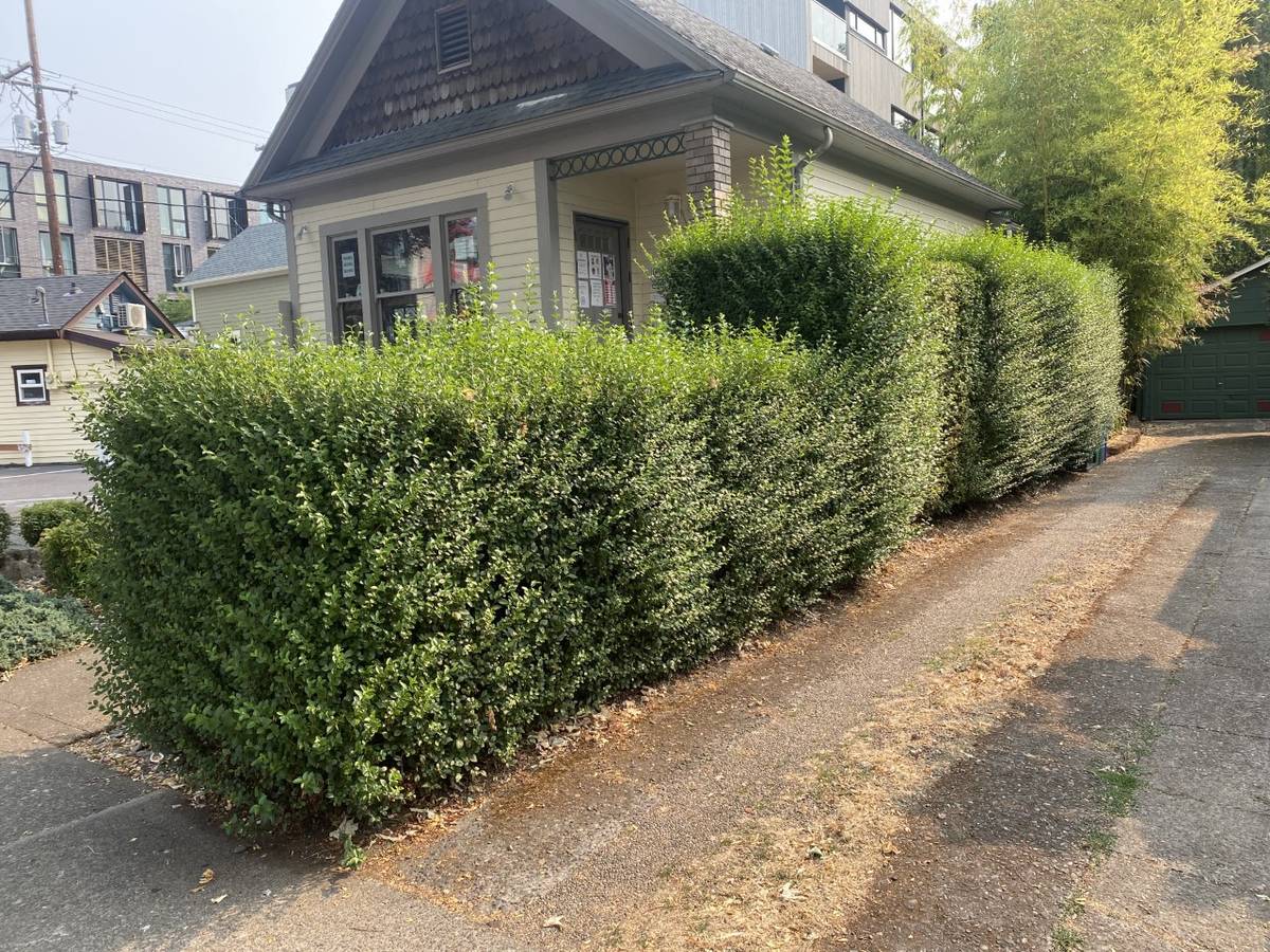 Before: overgrown corner hedge