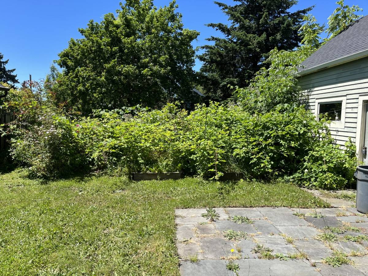 Before: dense blackberry overgrowth