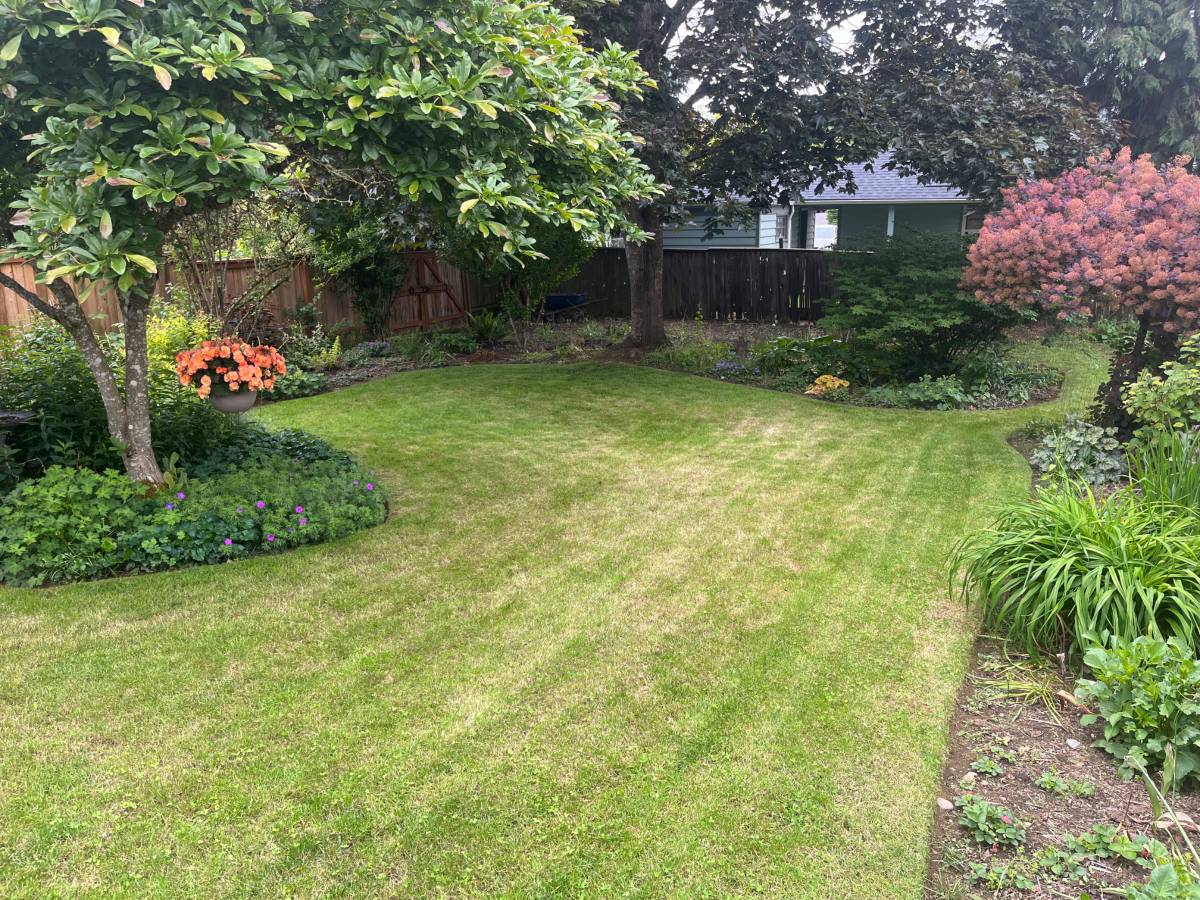 Lush backyard garden with mow stripes, magnolia tree, and orange flower pots