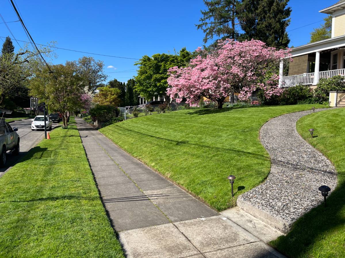 Portland front lawn with pink dogwood in full bloom and crisp mow lines